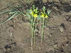 Thermopsis lanceolata