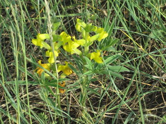 Thermopsis lanceolata