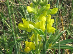 Thermopsis lanceolata