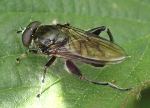 Dusky-banded Leafwalker, Udenhout, North Brabant, NL, photo 9 of 10