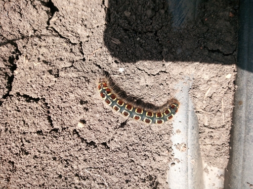 Small Eggar