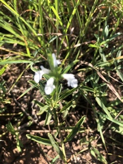 Acrotome thorncroftii