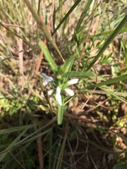 Acrotome thorncroftii