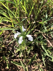 Acrotome thorncroftii