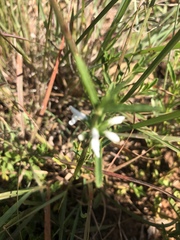 Acrotome thorncroftii