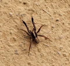 Schizocosa crassipes