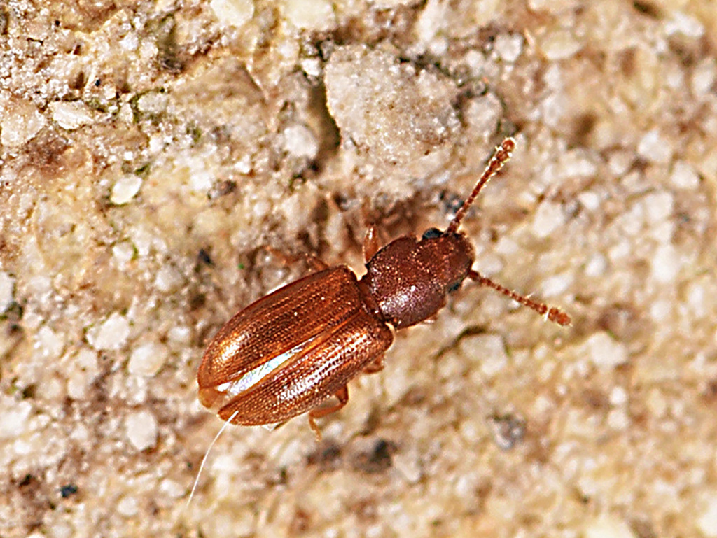 Foreign grain beetle from Canyon Lake, TX, USA on May 8, 2024 at 10:13 ...