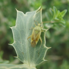 Closterotomus