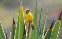 Crithagra sulphurata