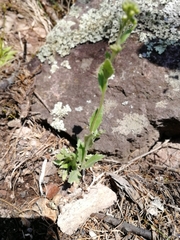 Draba lanceolata