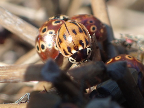 Streaked Lady Beetle (Myzia pullata), a species recorded in Massachusetts