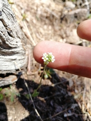 Draba lanceolata