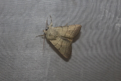 Charanyca trigrammica