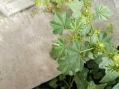 Mecidea lindbergi
