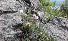 Takhtajaniantha austriaca