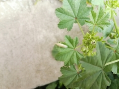 Mecidea lindbergi