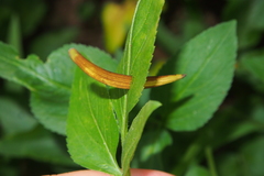 Acacia confusa