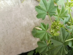 Mecidea lindbergi