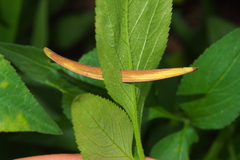 Acacia confusa