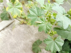 Mecidea lindbergi