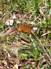 Acraea terpsicore