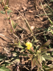 Stylosanthes fruticosa