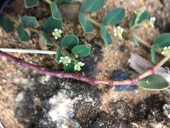 Euphorbia garanbiensis