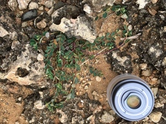 Euphorbia garanbiensis