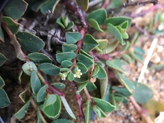 Euphorbia garanbiensis