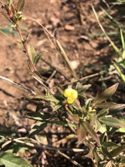 Stylosanthes fruticosa