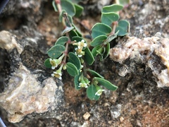 Euphorbia garanbiensis