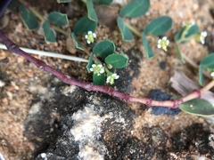 Euphorbia garanbiensis