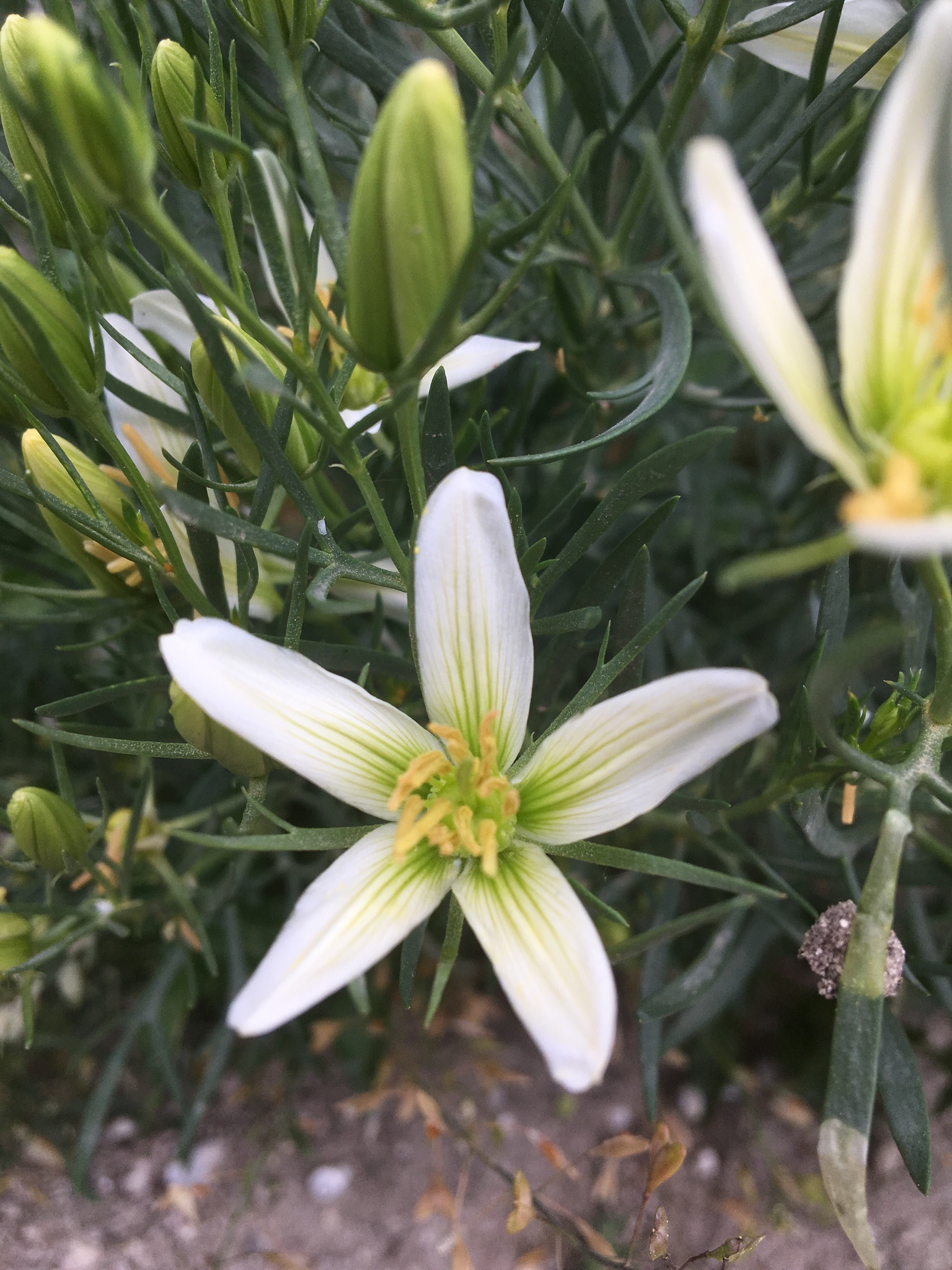 Nitrariaceae