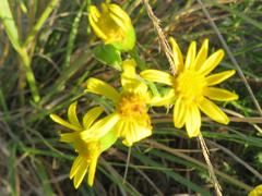 Senecio rosmarinifolius