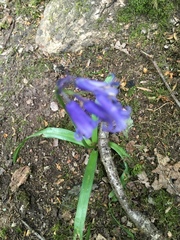 Hyacinthoides non-scripta