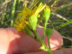 Senecio rosmarinifolius