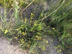 Senecio rosmarinifolius