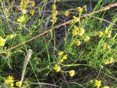 Senecio rosmarinifolius