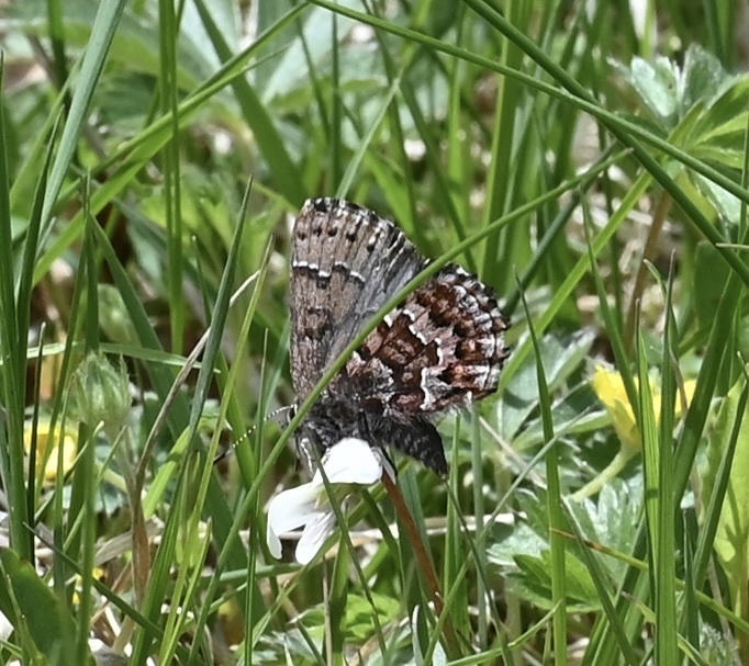 Callophrys niphon