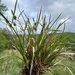 Carex lepidocarpa - Photo (c) Sebastian J. Dunkl,  זכויות יוצרים חלקיות (CC BY-NC), הועלה על ידי Sebastian J. Dunkl