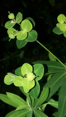 Euphorbia jolkinii