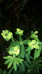 Euphorbia jolkinii