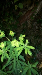 Euphorbia jolkinii