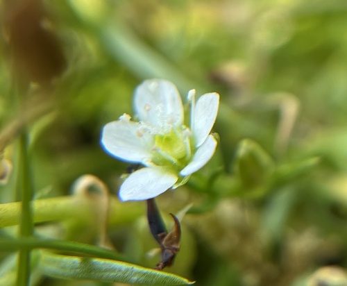 Sagina japonica