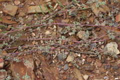 Corrigiola telephiifolia