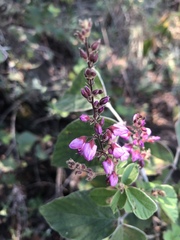 Pseudarthria hookeri