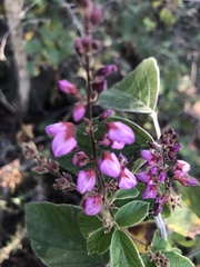 Pseudarthria hookeri