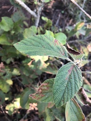 Pseudarthria hookeri