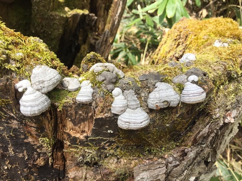 Fomes fomentarius