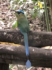 Momotus aequatorialis